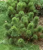       Pinus mugo 'Pumilio'